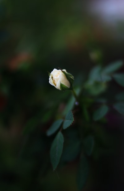 白玫瑰花朵
